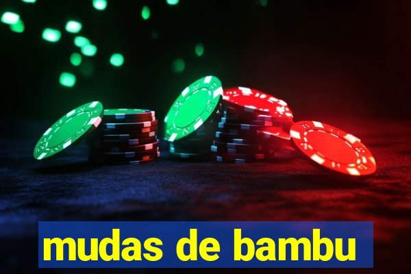 mudas de bambu